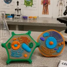 Kit Célula Animal e Vegetal Modelo Didático Ciências Biologia