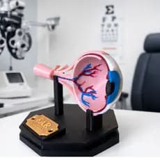 Modelo Anatômico do Olho Humano 3D – Corte Transversal Didático para Escola e Consultório