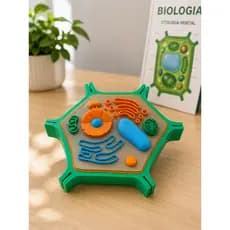 Célula Vegetal Modelo Didático Ciências Biologia Botânica Ensino