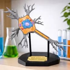 Neurônio - escultura tridimensional didática – Célula Nervosa para Ensino de Ciências e Biologia