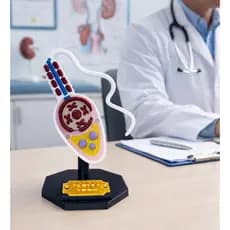 Modelo Anatômico Célula Esperma – Espermatozoide Peça Didática para Urologia, Biologia e Reprodução