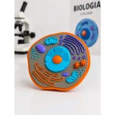 Célula Animal Modelo Didático Ciências Biologia Anatomia Celular