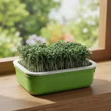 Bandeja De Germinação De Plástico Compacta HomeLiving De Camada Dupla Com Grade Para Cultivo De Brotos De Cozinha BR
