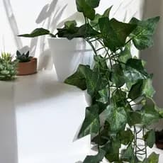 Kit Duplo  Planta Decorativa com Vaso Branco Liso +  Hera Artificial Pendente para Decoração