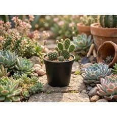Kit 100 Vasinhos Potes 9 Preto Para Cactos Mudas Plantas Flores Sulucentas Jardinagem