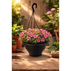 Kit 10 Vasos Cuia 21 Preto com 10 Vasos Haste Alça Terracota Plantas Rosa Do Deserto Samambaias