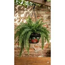 Kit 5 Vasos Cuia Decorados Com Alça Para Plantas Flores Jiboia
