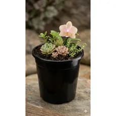 100 Potes Nº10 Para Cactos Flores Suculentas Mudas Rosa do Deserto Jardim Floricultura