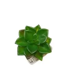 Planta Suculenta Artificial Decorativa