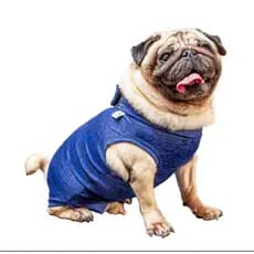 Cachorro Pug-Macho - Roupas Especiais