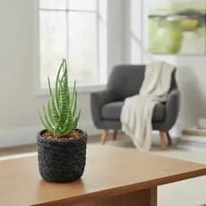 Suculentas Artificiais Cactus Vaso Planta Verde Decoração Casa de Eva ( não quebra)