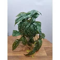 Planta Artificial Begônia Maculata Planta Decorativa Sem Vaso Decoração Casa Sala Realista