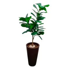Planta Artificial Ficus Lyrata  138cm 47 Folhas Realista Haste Decorativa Para Sala Escritório