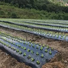 Mulching para Cobertura do Solo _ Preto 1,60m x 500m