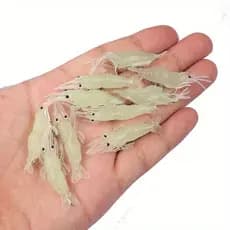 10 Unidades Isca Macia Iscas De Camarão Macio Artificiais Equipamento De Pesca Ao Ar Livre
