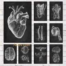 Quadro decorativo Anatomia humana 20x30