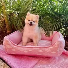 Cama para Pet, cães ou gatos, tecido tricoline, enchimento removível e Zíper,  PP, P, M, G e GG, Macho ou Fêmea.