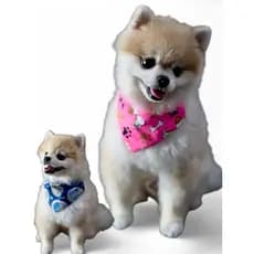 COLEIRA PARA CÃES E GATOS, COM DUAS BANDANAS REMOVÍVEIS PARA FÊMEA OU MACHO. TAMANHOS DISPONÍVEIS,  PP,  P,  M, G E GG.