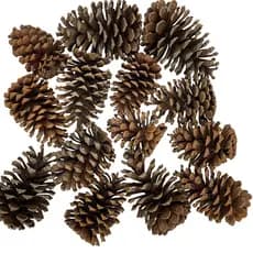 10 Pinhas Para Decoração Artesanato Para Roedores Aves Calopsitas Psitacídeos