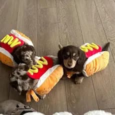 Engraçado Trajes De Cachorro De Halloween Em Forma-Quente Salsicha De Dachshund Roupas Ajustáveis Vestuário Para Animais