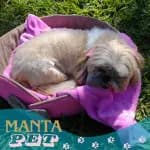Coberta Manta Soft Mantinha Para Pet Cães Gatos Cachorros