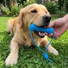 Brinquedo de Limpeza Dental para Animais de Estimação LACYES, Bastão de Mastigação Resistente a Mordidas para Cães, Co Z