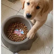 Comedouro para Cães e Gatos Resistente e Prático para Alimentação Diária 900 ml