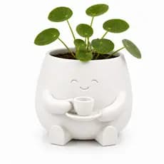 Vaso Cafézinho Decorativo para Suculentas Plantas Pequenas e Decoração