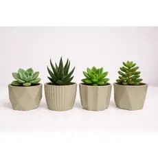 Kit Vaso para plantas mini cachepot de plástico 7x8 cm ideal para cactos e suculentas- Ref. MN3
