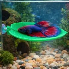 Folha Descanso Para Peixe Betta