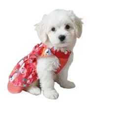 VESTIDO ROUPA DE NATAL PARA CACHORROS E GATOS
