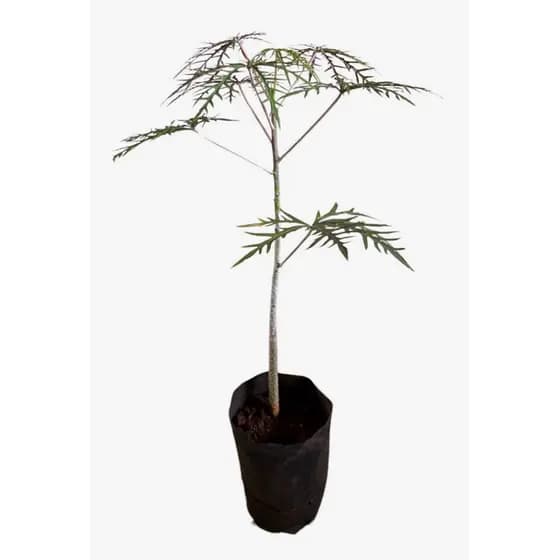 planta methiolate, mertiolate