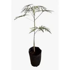 planta methiolate, mertiolate