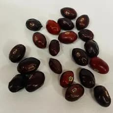 Semente de Mulungu – Fava de Ogum
