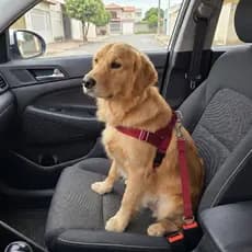Cinto de segurança ajustavel pet universal para veículos para cães gatos viagem - Brie Pet