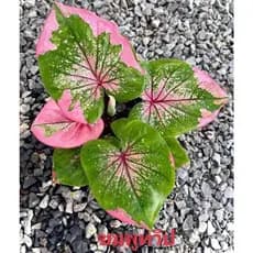 100 sementes caladium Lemon Blush com manual de cultivo pronta entrega envio em 24h I