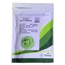 Semente Alface Americana Peletizada Lucy Brown/ Seminis - 5.000 Sementes