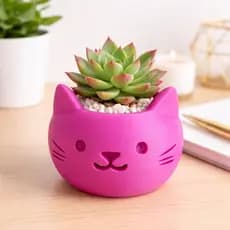 Vaso Decorativo Gatinho para Suculentas Cachepot Criativo