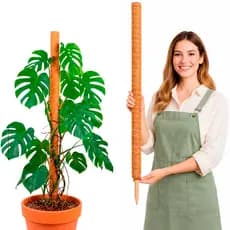 Tutor de Fibra de Coco 80cm para Plantas Trepadeiras Suporte para Jiboia Monstera Filodendro