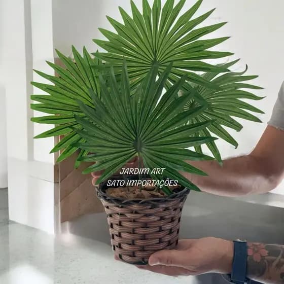 Beleza Natural: Palmeira-LEQUE em Vaso Artesanal para Decoração