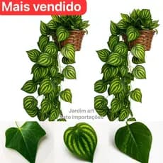 Kit : 3 Trepadeira de Folha De HERA +  1 Vaso Trançado - Arranjo completo