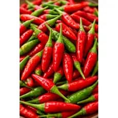 kit com 100 sementes selecionadas de pimenta malagueta/ semente/pimenta