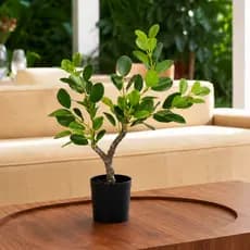 Planta Ficus Artificial Toque Real Decorativa 50cm Shopsul