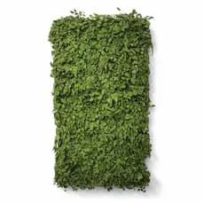 Placa Jardim Vertical Preservado Premium Desidratado 100x50cm Decoração