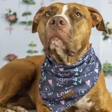 Bandana Dupla Face Pet 2 em 1 Premium Love Azul e Rosa