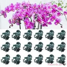 20 100 Unidades Clipes Haste Orquídea Suporte Para Cultivo Flores