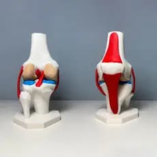 Modelo Anatômico Joelho Humano 3D Alta Precisão Educacional - Ligamentos, Meniscos e Patela