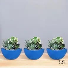 Kit 3 Vasos Planta Flor Bacia Lisa Polida N°1 Rosa Do Deserto, Cactos e Suculentas Com Pratos