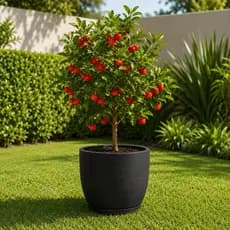 Vaso para Plantas Frutíferas, Ornamentais, Flores e Jardinagem com Prato Coletor 17 litros