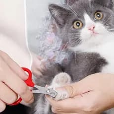 Alicate tesoura cortador de unhas para pet shop cachorros gatos pequeno medio porte